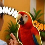 Pronunciación en español