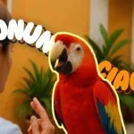 Pronunciación en español