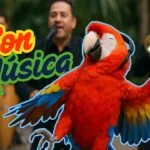 Aprender español con música